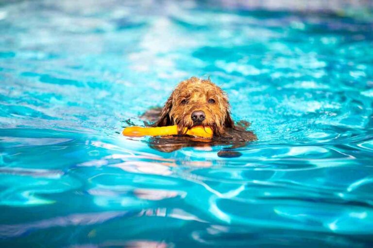 Are Mini Goldendoodles Athletic? #Dogs #Puppies #Goldendoodles #Doodles #Doods