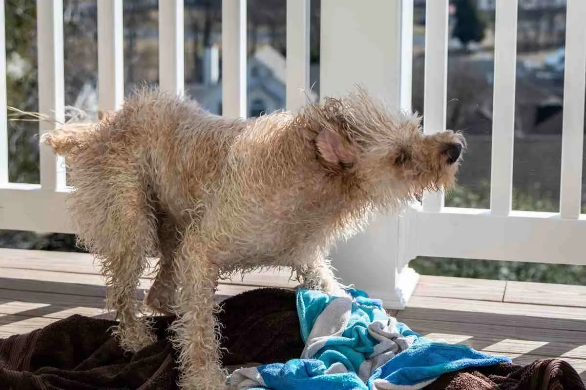 How Often Should I Comb My Goldendoodle? (Explained!) 1 How Often Should I Comb My Goldendoodle
