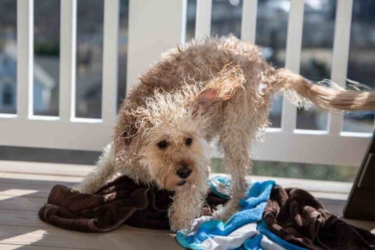 Can I Groom My Goldendoodle Myself?