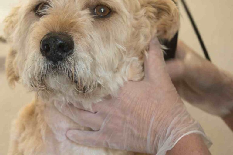 Can I Groom My Goldendoodle Myself? Goldendoodle Advice