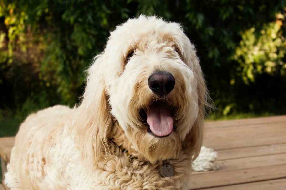 Do Goldendoodles Get Hot Easily?