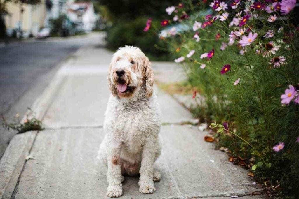 Do Goldendoodles Get Hot Easily? Goldendoodle Advice