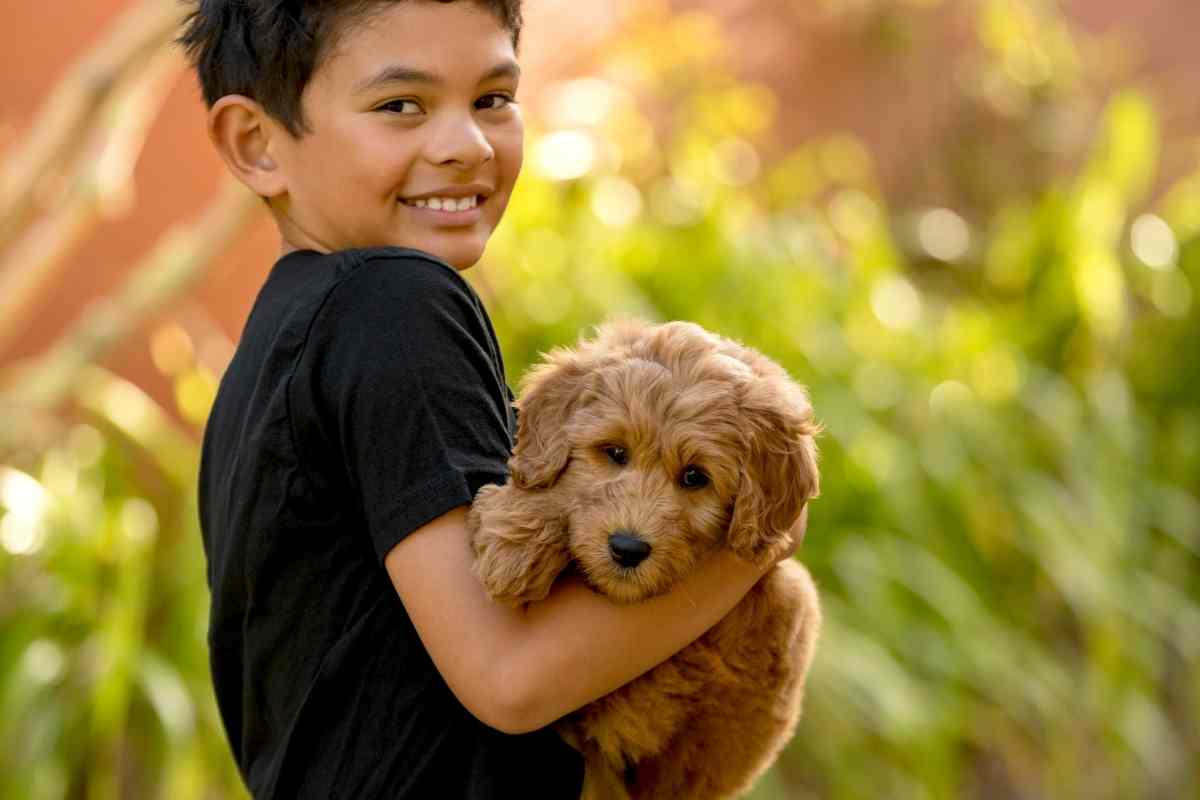 Do Goldendoodles Like To Be Held?