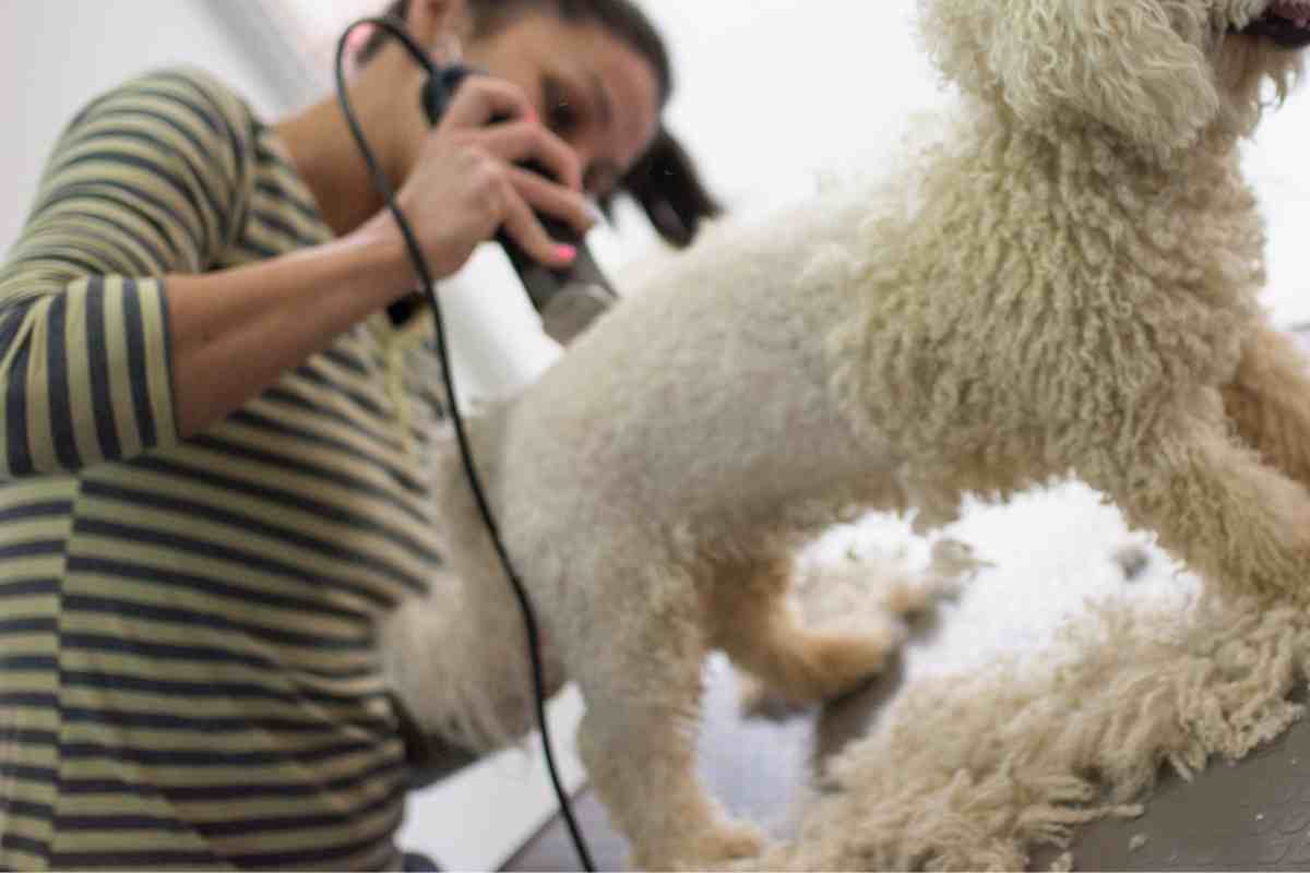 Do Goldendoodles Need Haircuts?