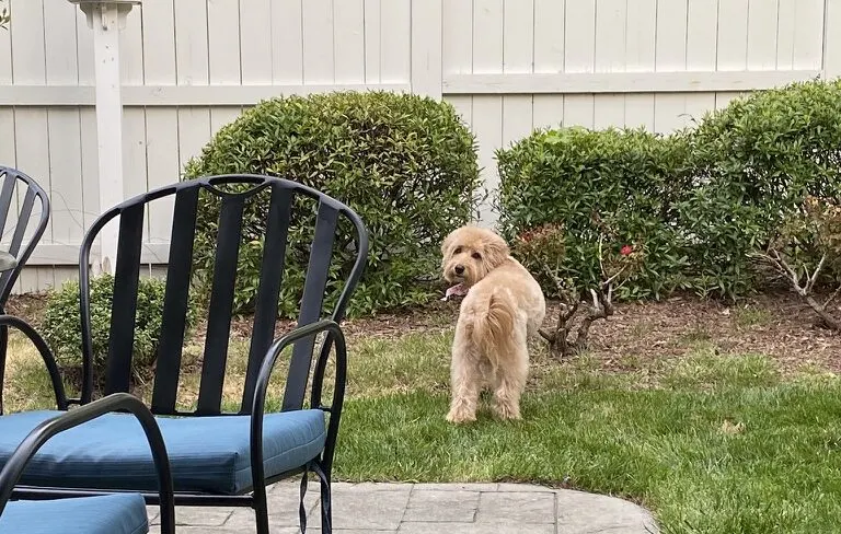 7 Reasons For Goldendoodle Barking 3 7 Reasons Your Goldendoodle Barks At You