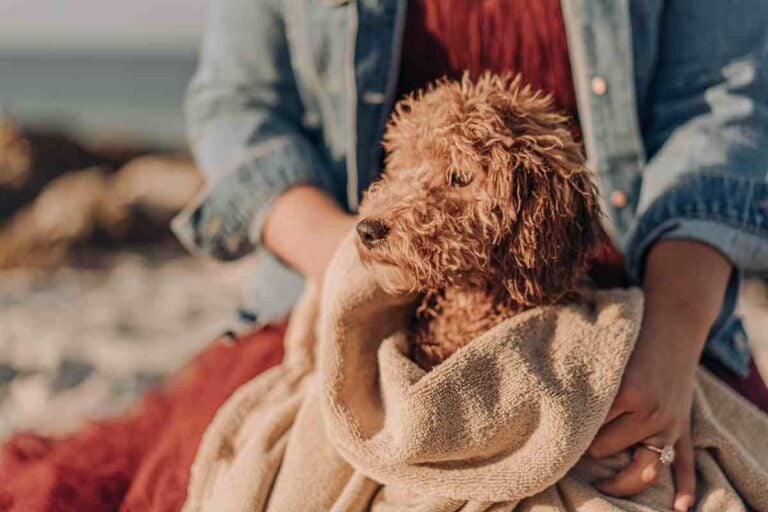 How Do I Make My Goldendoodle Coat Shiny?