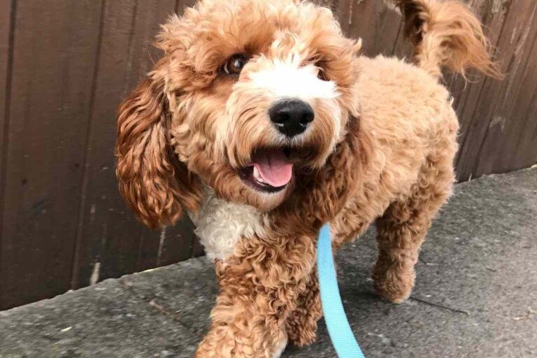 How Often Do Goldendoodles Need To Be Walked?