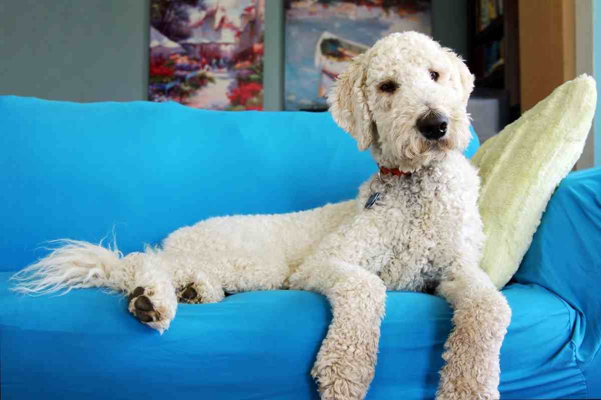 Is A Goldendoodle A Good House Dog?