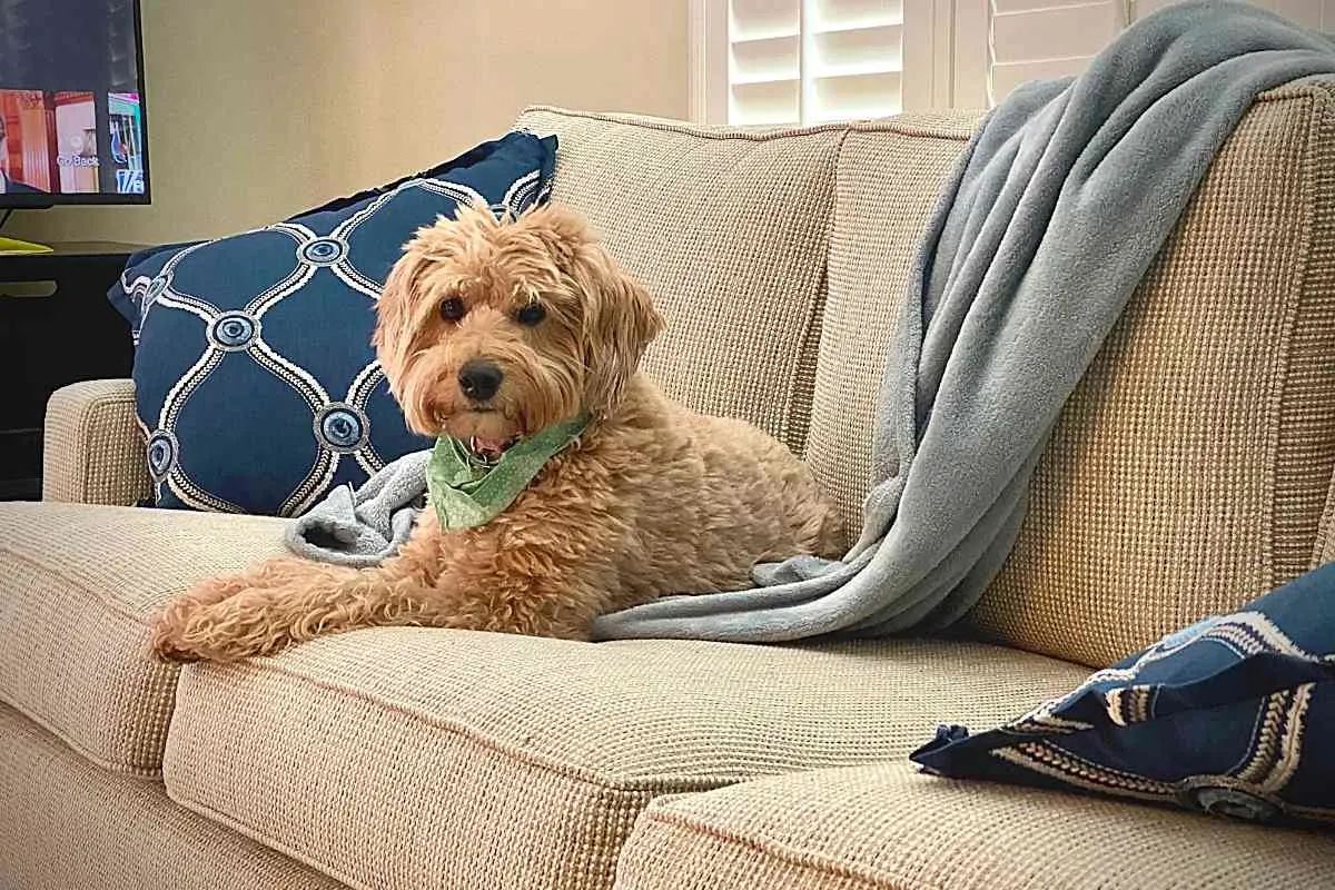 About 2 Is A Goldendoodle A Good House Dog?