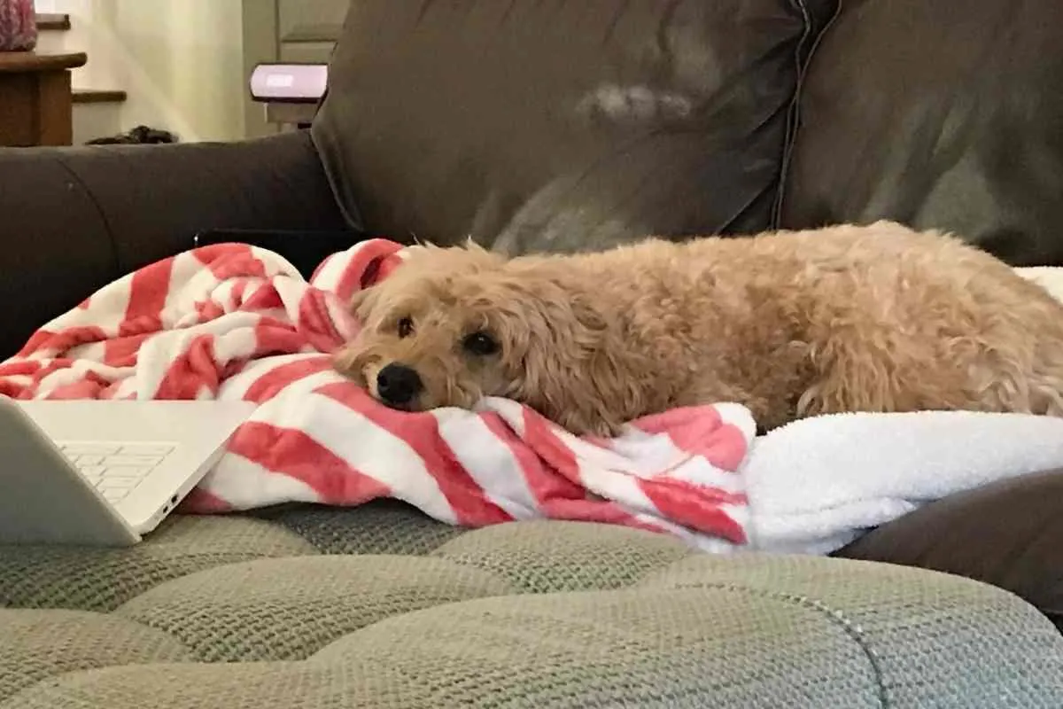 7 Reasons For Goldendoodle Barking 4 7 Reasons Your Goldendoodle Barks At You