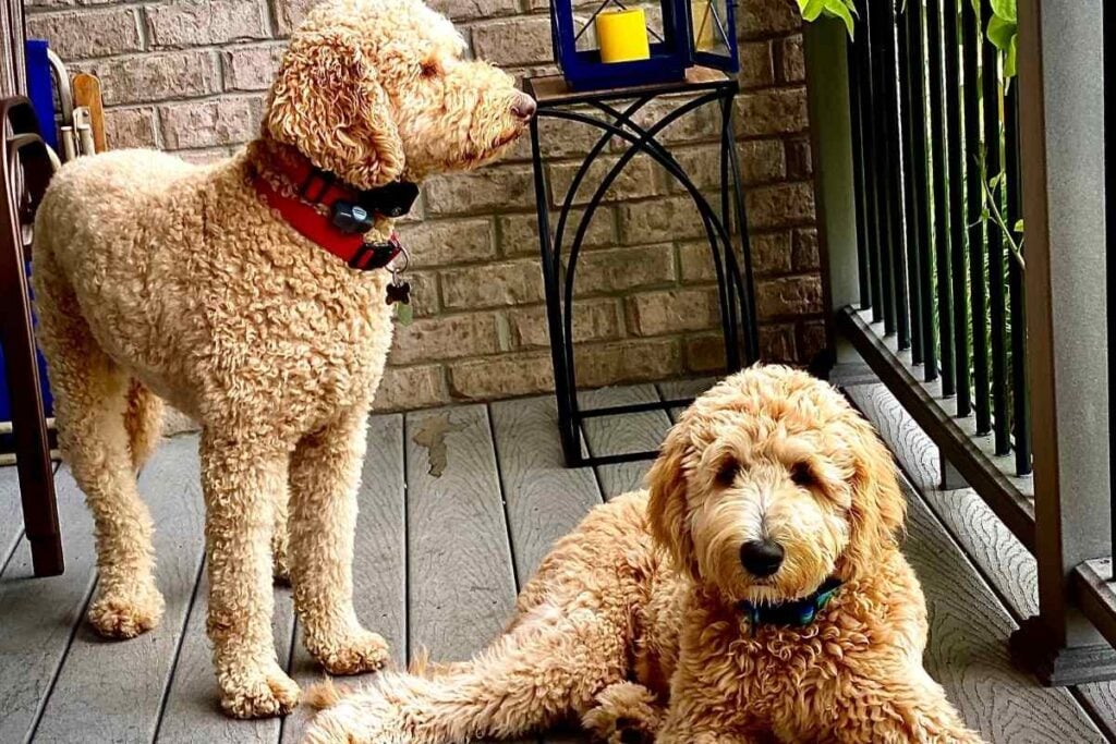 Male vs. Female Goldendoodles Is there a difference? Goldendoodle Advice