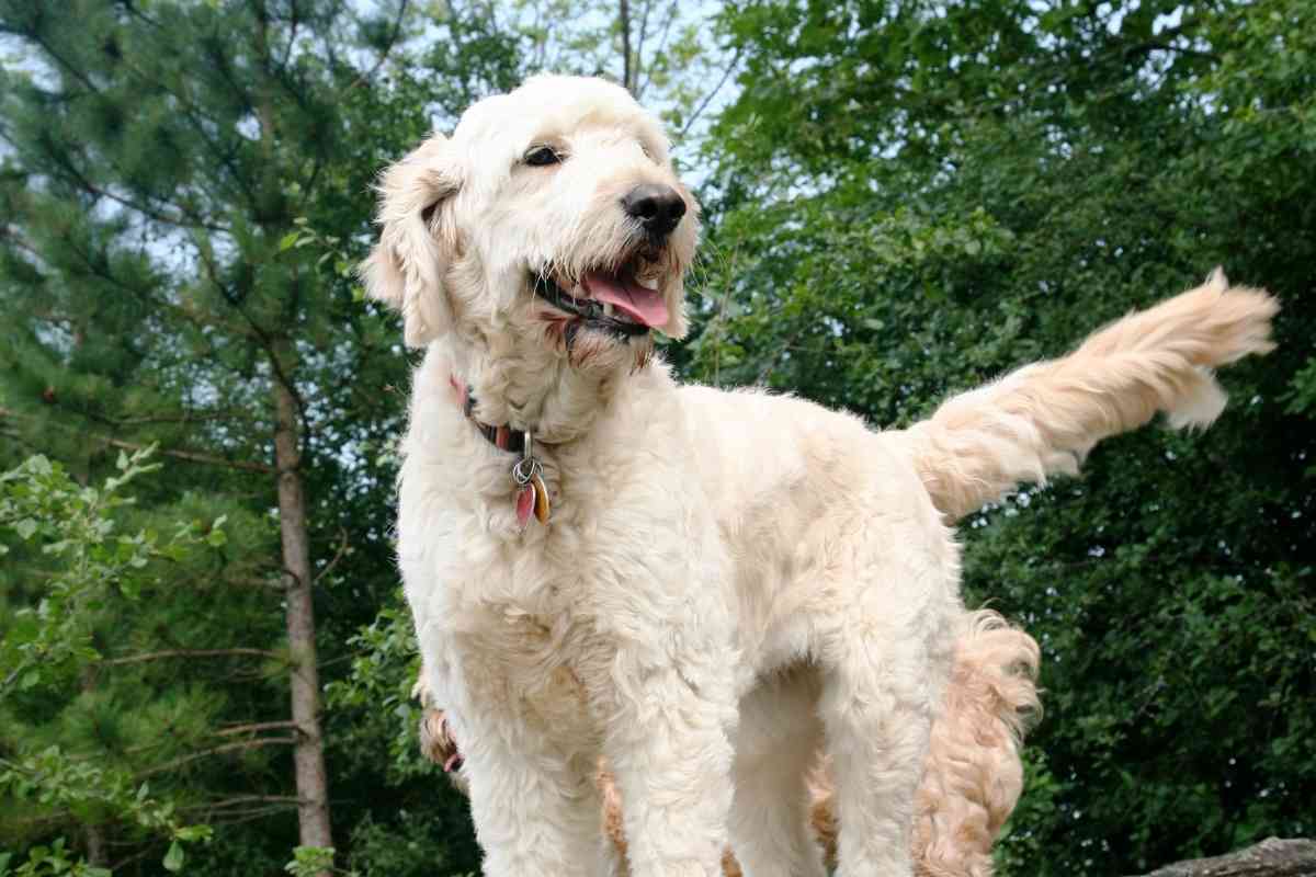 Male Vs. Female Goldendoodles: Is There A Difference