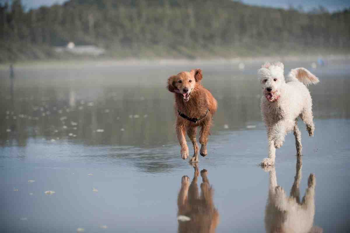 Male Vs. Female Goldendoodles: Is There A Difference