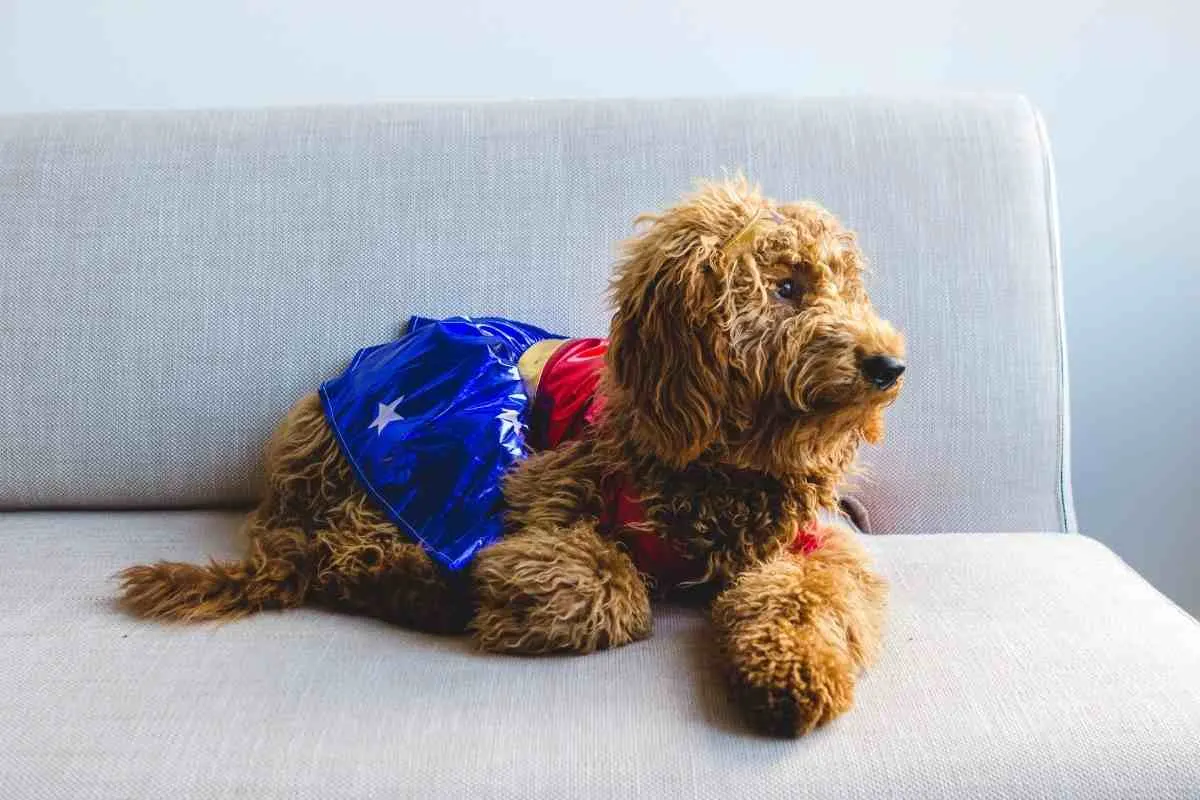 How Much Does A Goldendoodle Cost: Puppy Prices &Amp; Daily Maintenance 8 Why Are Goldendoodles So Expensive?