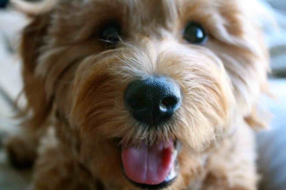 Why Are Goldendoodles So Expensive?