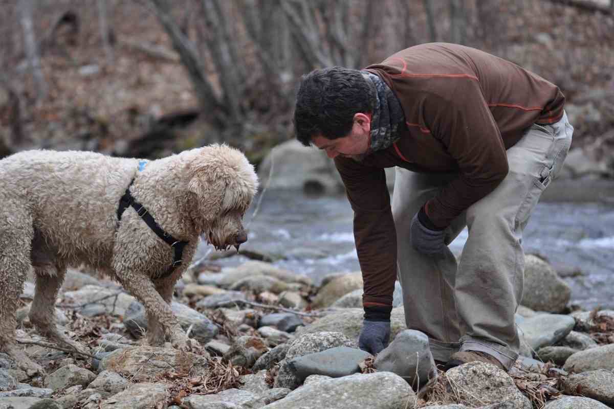 5 Fun Ways To Bond With Your Goldendoodle