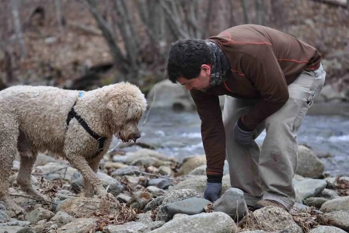 5 Fun Ways To Bond With Your Goldendoodle 1 5 Fun Ways To Bond With Your Goldendoodle