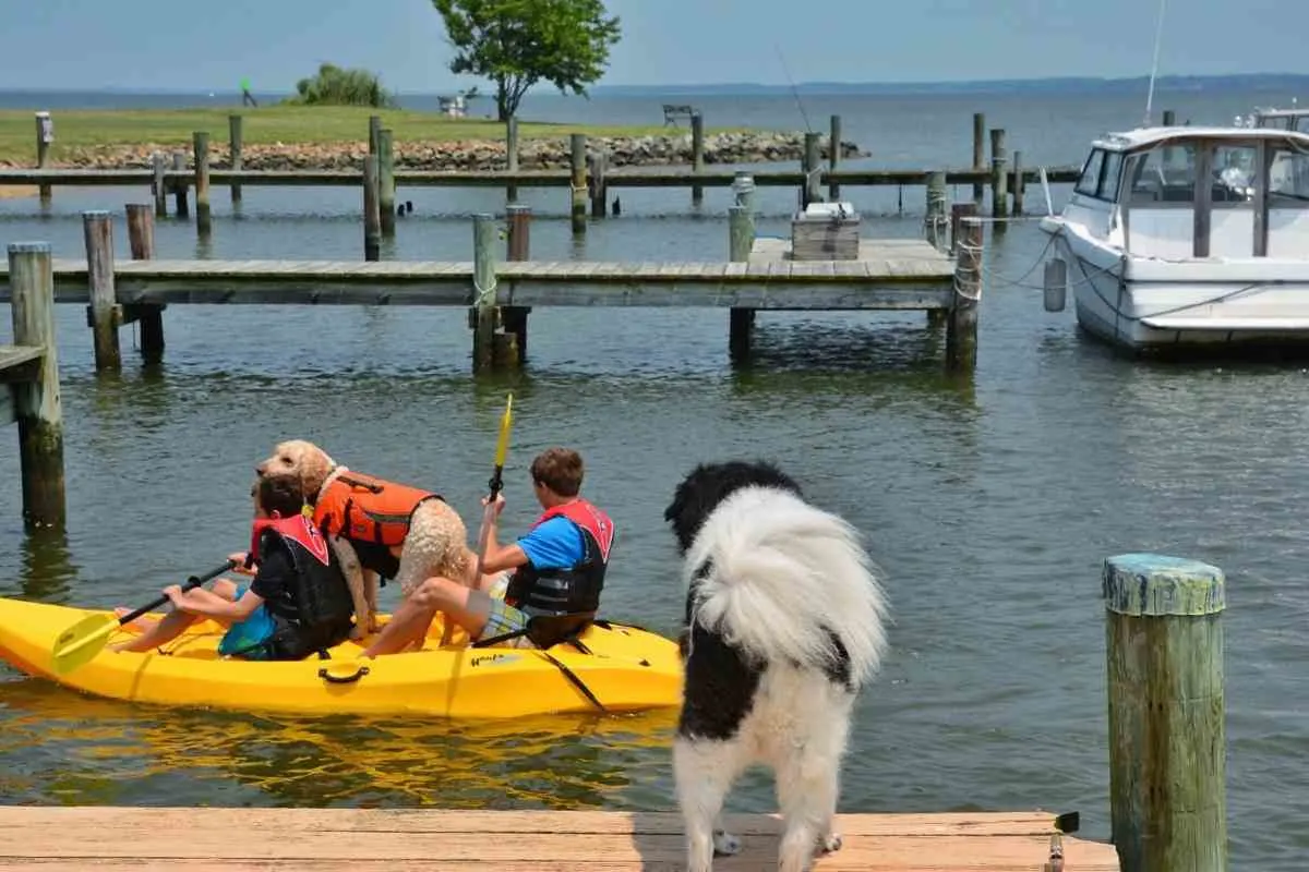 5 Fun Ways To Bond With Your Goldendoodle 2 5 Fun Ways To Bond With Your Goldendoodle