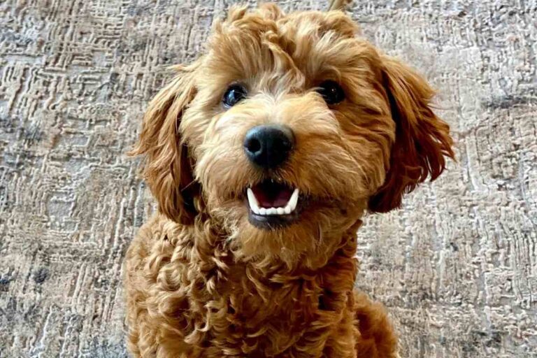 7 Reasons For Goldendoodle Barking