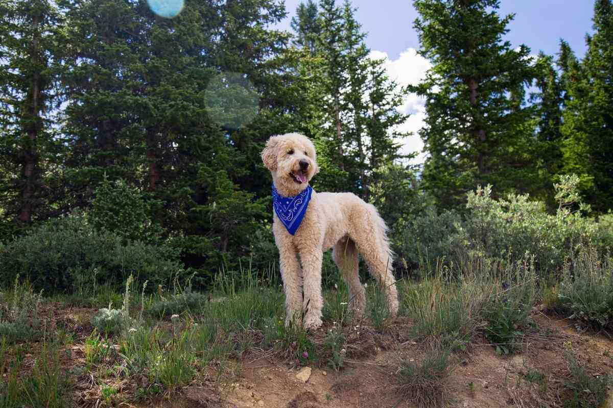 Are Goldendoodle Inside Or Outside Dogs?