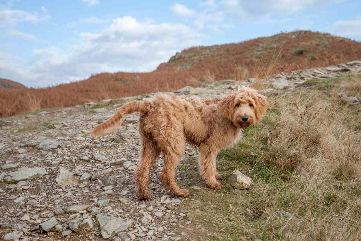 Can You Breed A Goldendoodle With A Retriever