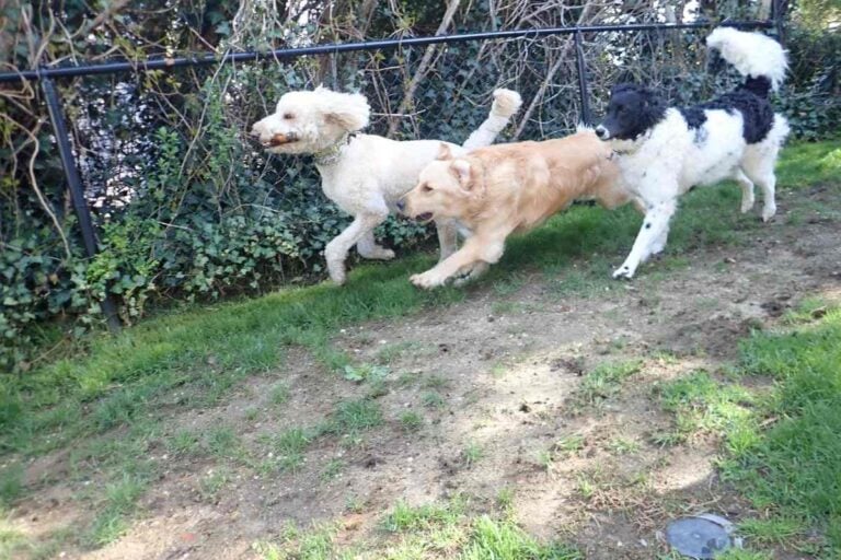 Golden Retriever Golden Doodle Mix: Can You Breed A Goldendoodle With A Retriever?