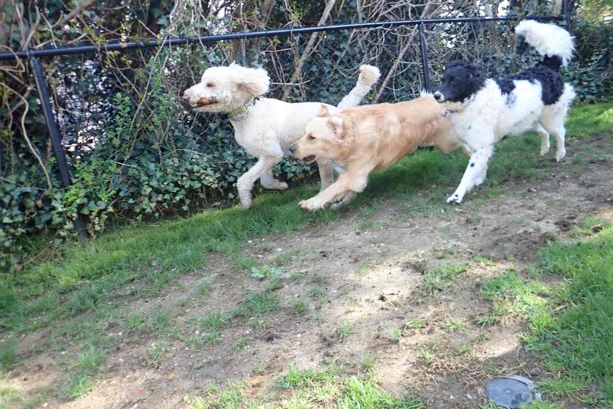 Can You Breed A Goldendoodle With A Retriever