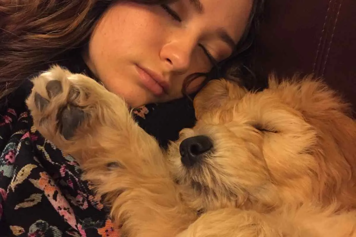 5 Fun Ways To Bond With Your Goldendoodle 3 Five Fun Ways To Bond With Your Goldendoodle