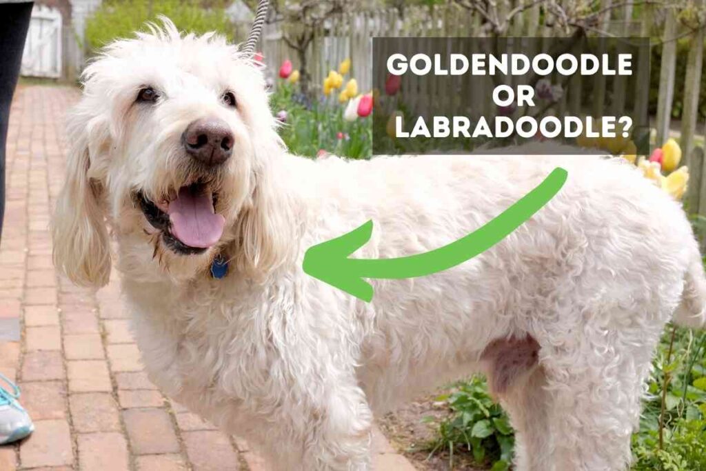 When do Goldendoodles Stop Growing?! The Complete Goldendoodle Growth