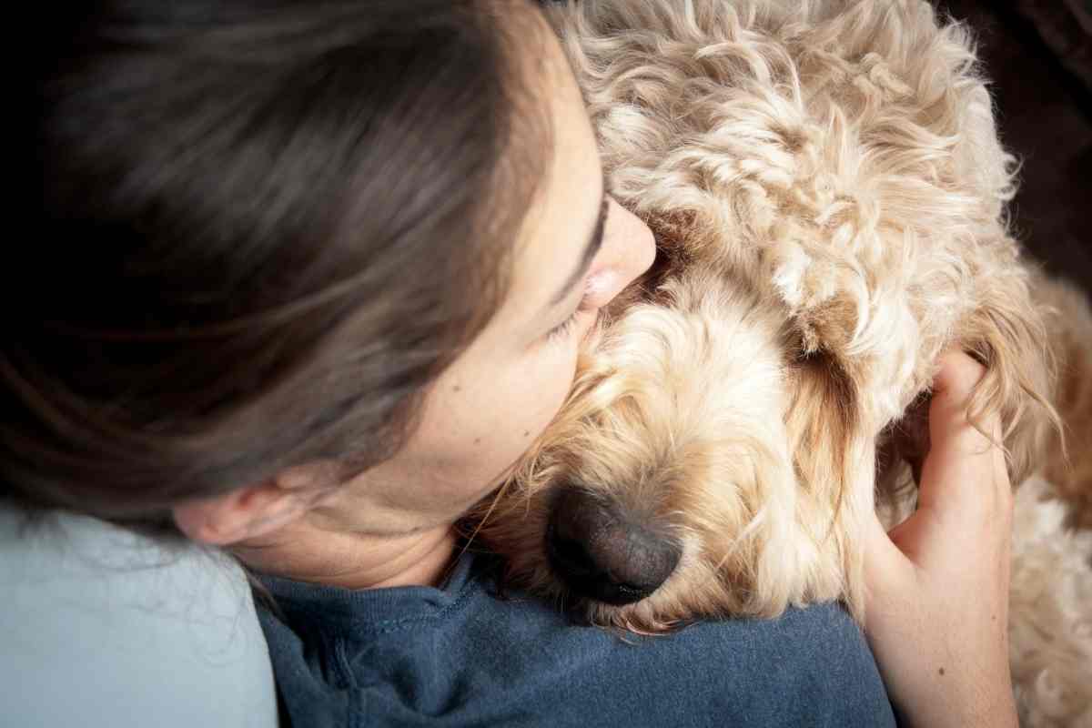 How Do Goldendoodles Show Affection?