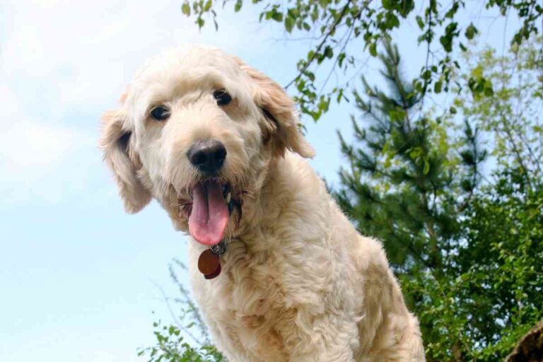 Panting In Goldendoodles: What Is Normal And What Isn’t