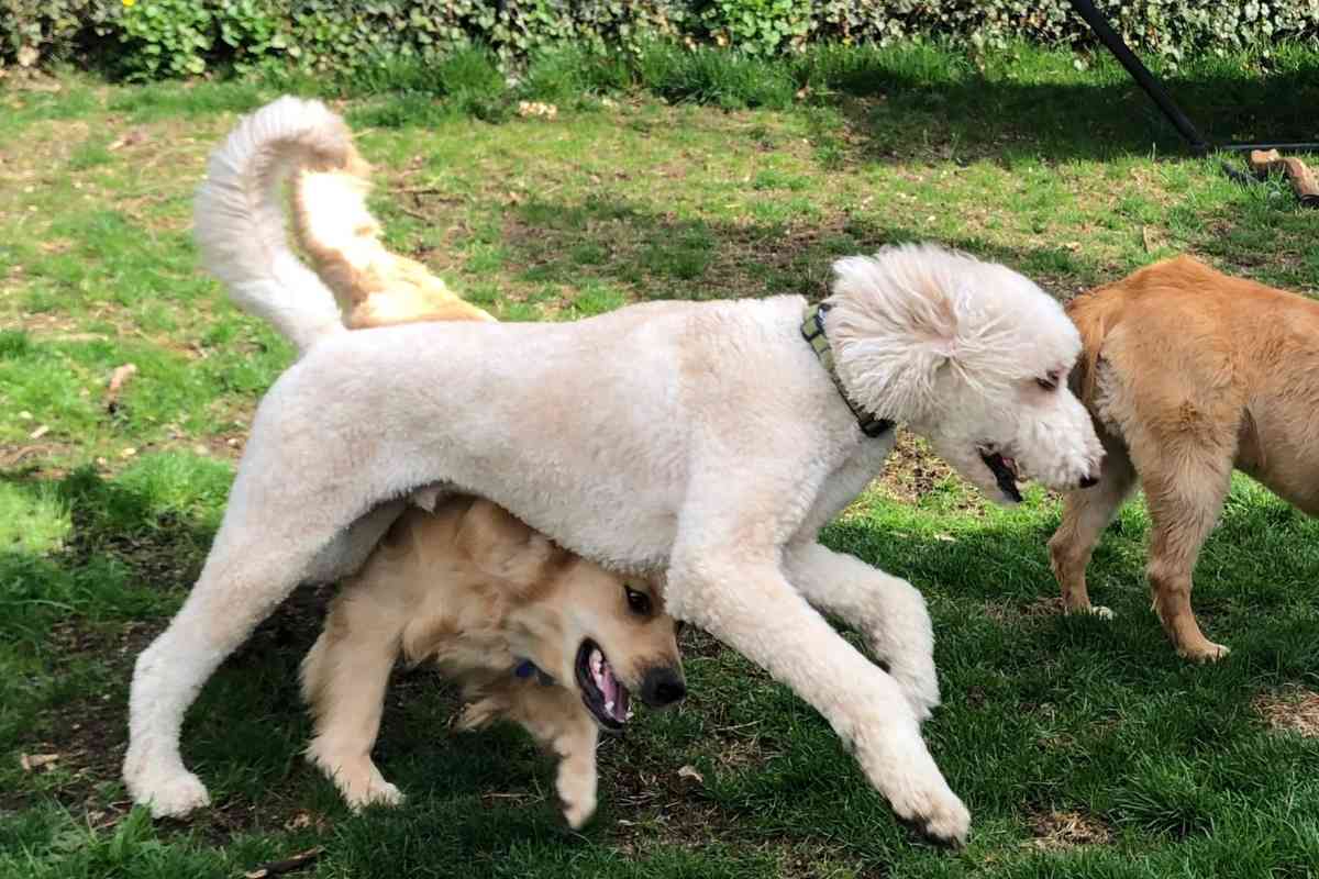 Should I Trim My Goldendoodle For Summer? #Goldendoodle #Doodle #Dood #Dog #Puppy #Puppies #Furbabies