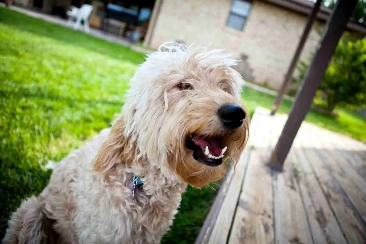 7 Reasons For Goldendoodle Barking 7 Are Goldendoodles Protective Of Their Owners