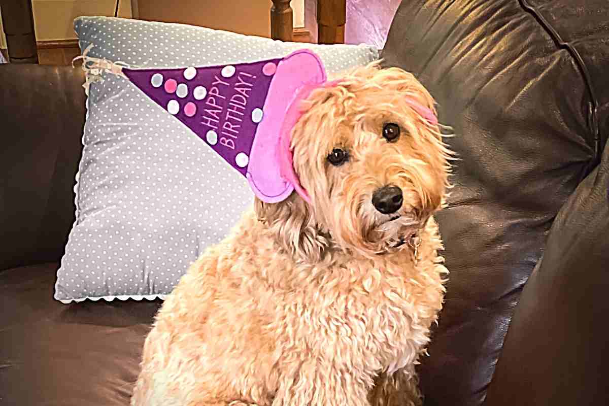 At What Age Is A Miniature Goldendoodle Fully Grown