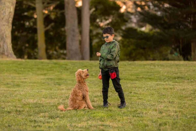 Can Goldendoodles Be Easily Trained?