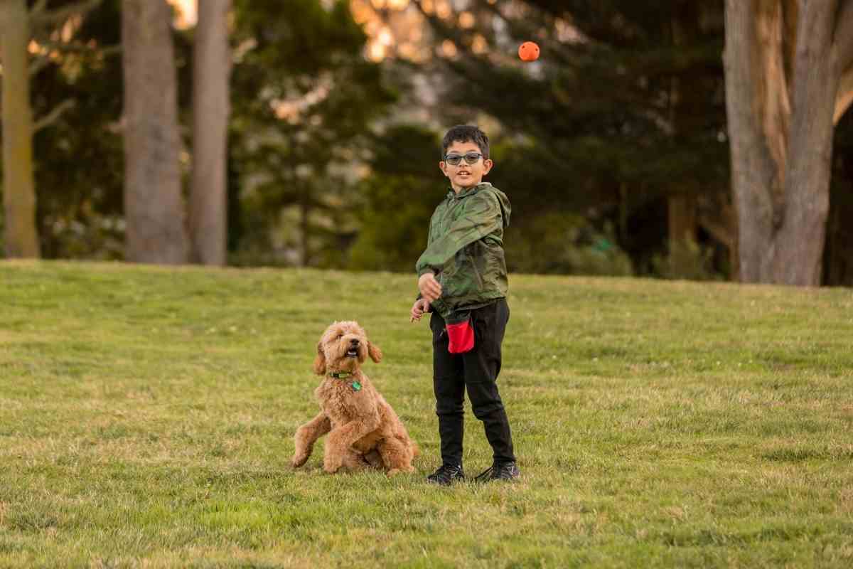 Can Goldendoodles Be Easily Trained?