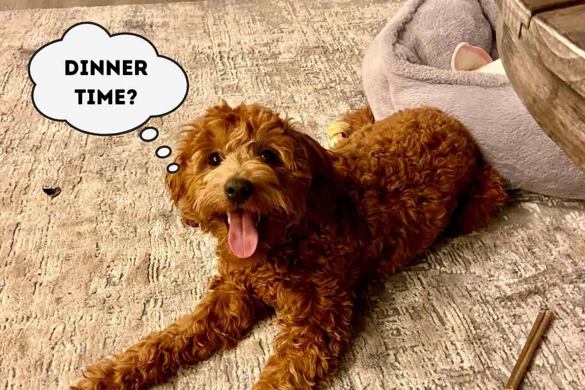 Nom Nom Dog Food Delivery