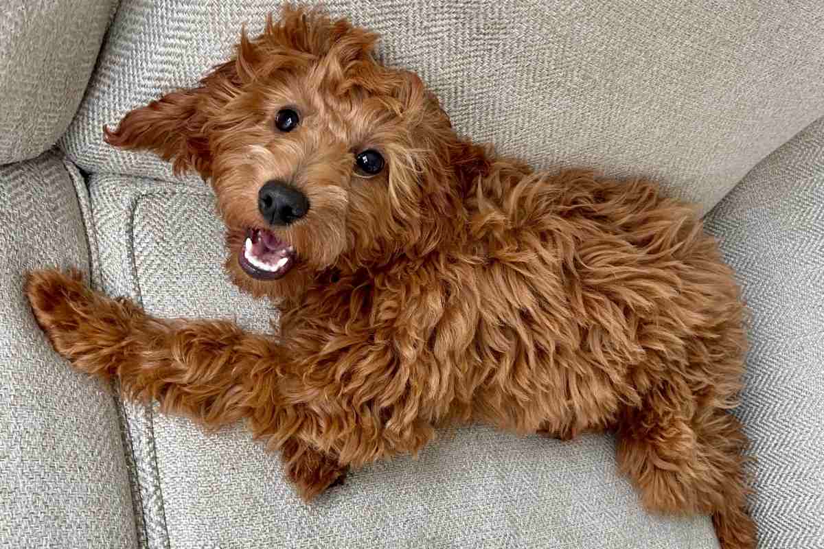 12 Reasons Mini Goldendoodles Make Excellent Therapy Dogs