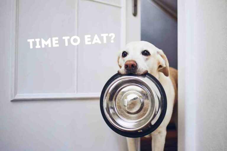 Is Nom Nom A Good Dog Food?