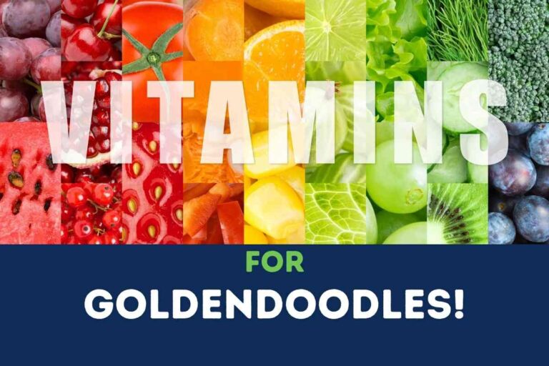 10 Popular Vitamins For Goldendoodles (Explained!)