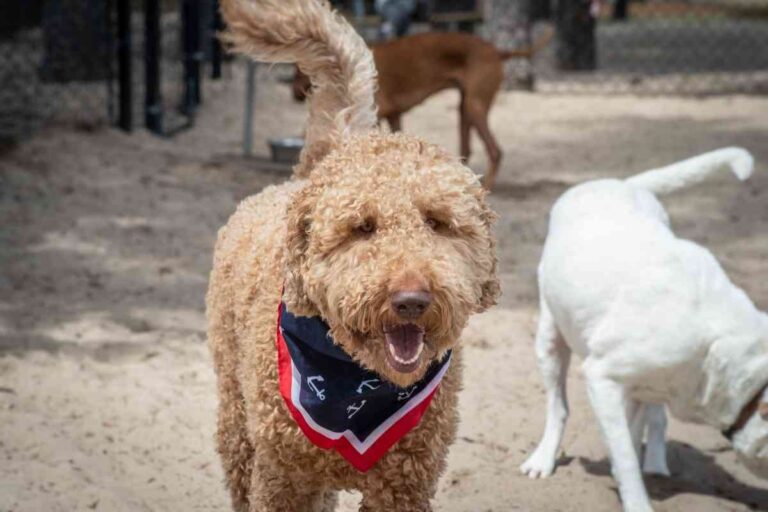 Does Your Goldendoodle Stink? (How To Fix It!)