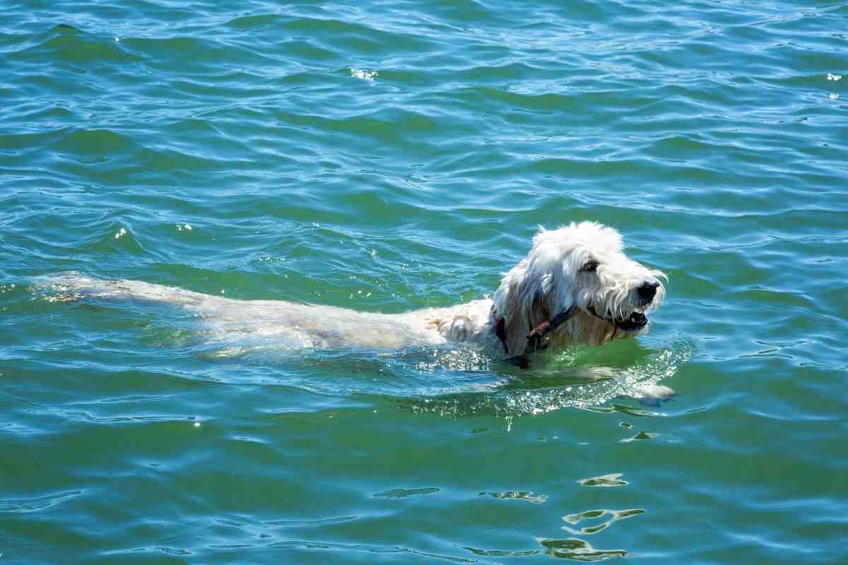 What Do I Do If My Goldendoodle Smells Bad?