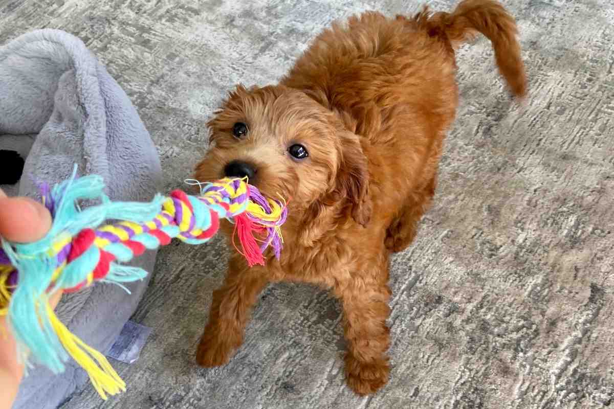 Why Is My Goldendoodle So Crazy?