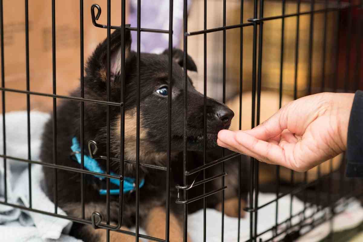 How To Crate Train A Goldendoodle (Explained!) 1