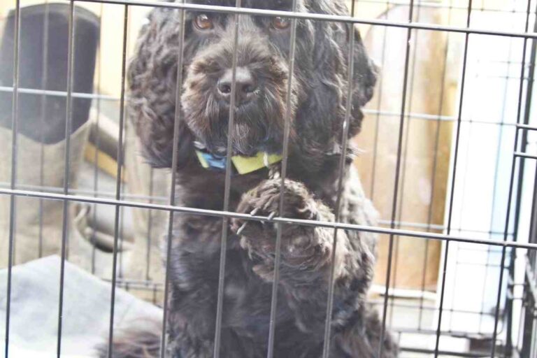 How To Crate Train A Goldendoodle