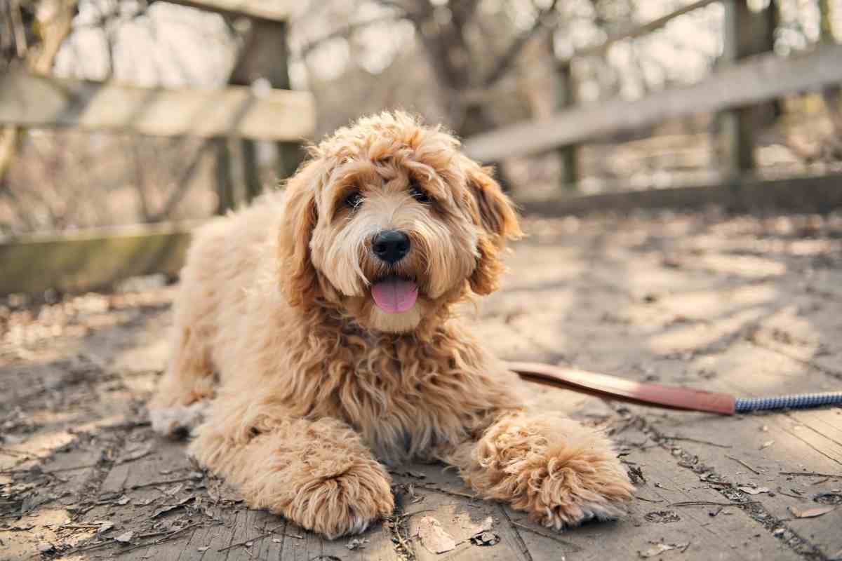 Life Expectancy Of A Goldendoodle