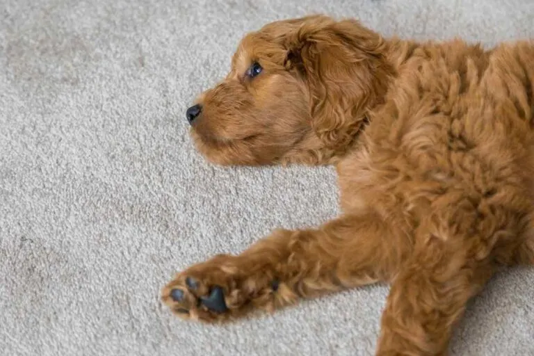 What Kind Of Cbd Oil Is Best For Goldendoodles