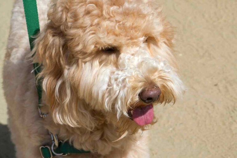 Why Does My Goldendoodle Bark At Other Dogs?