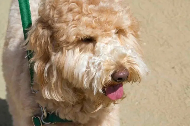 Why Does My Goldendoodle Bark At Other Dogs?