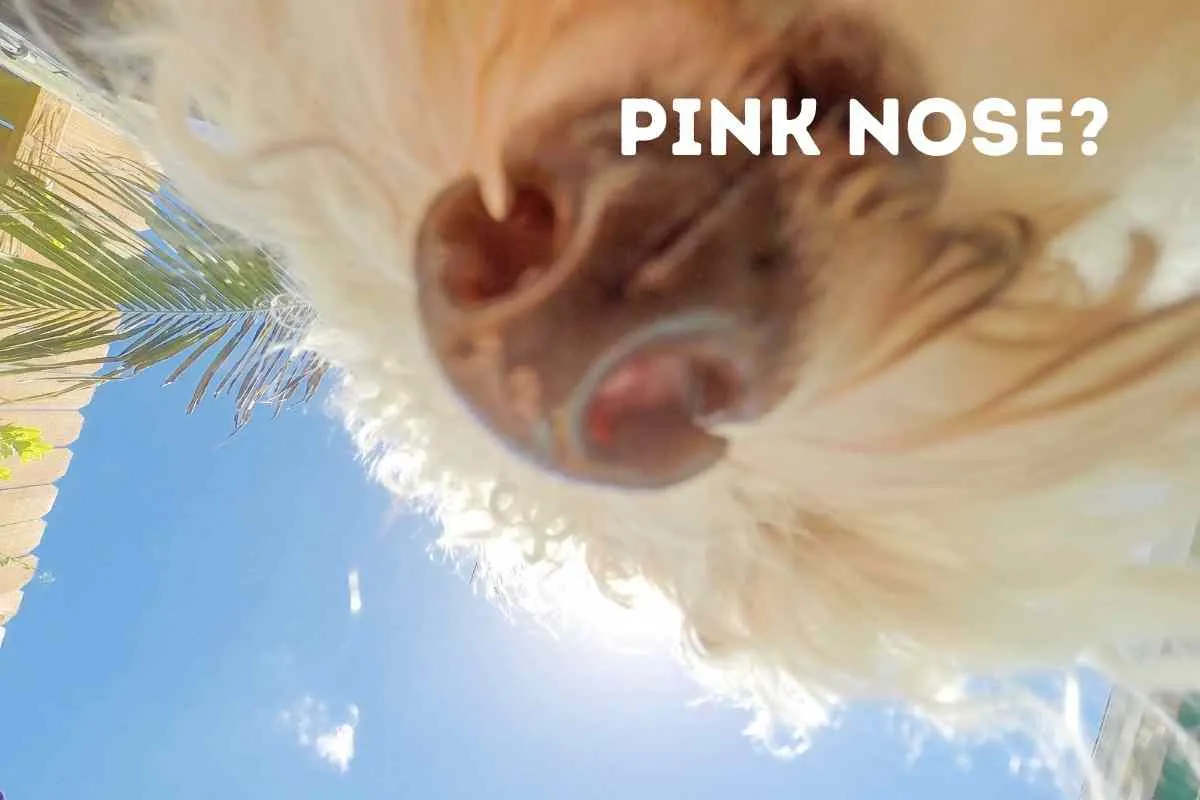 Why Does My Goldendoodle Have A Pink Nose?